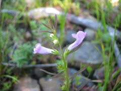 Agalinis neoscotica