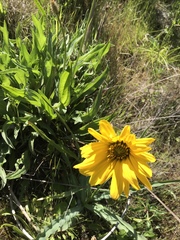 Wyethia angustifolia