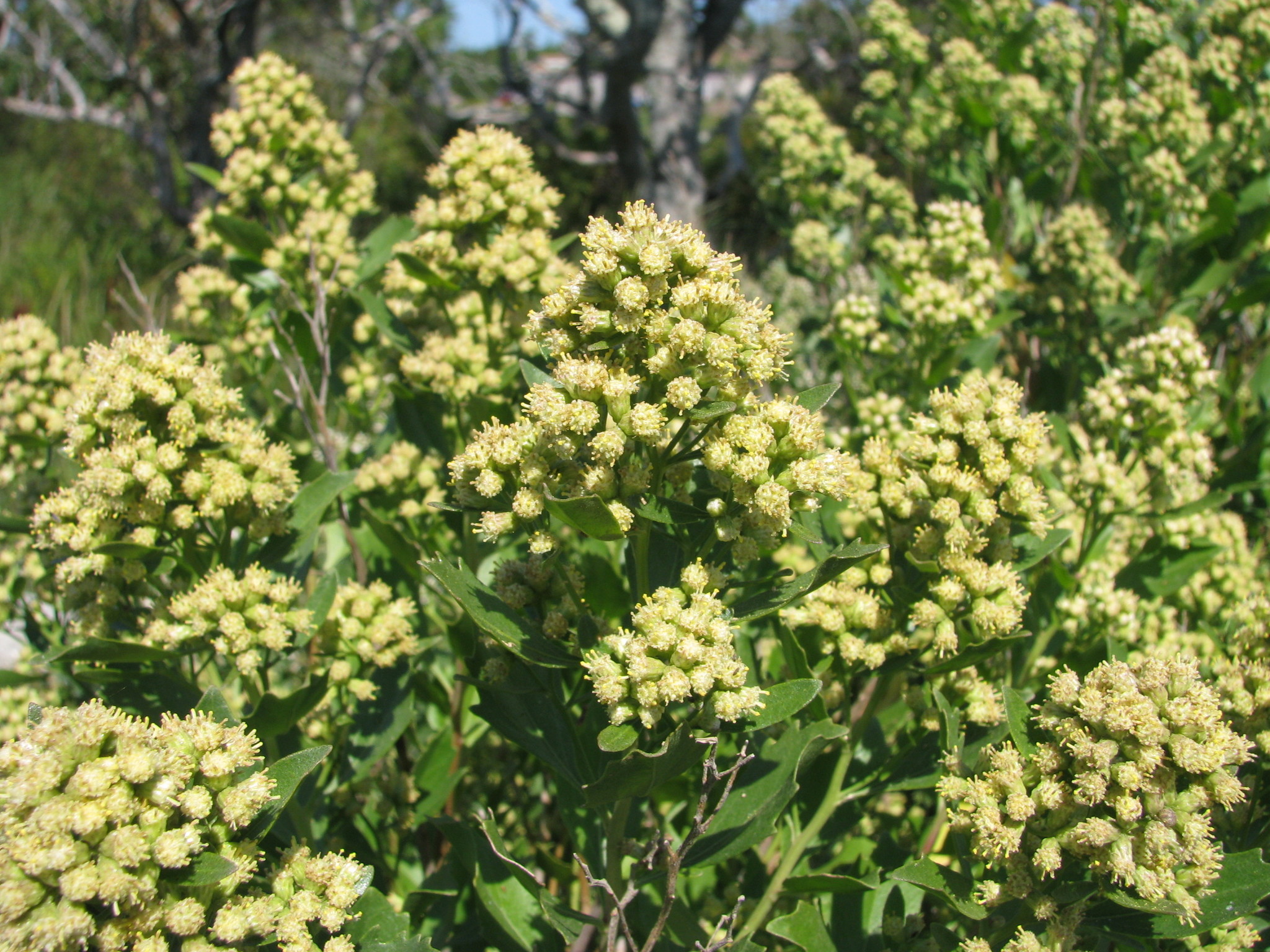 Fiore di Baccharis halimifolia