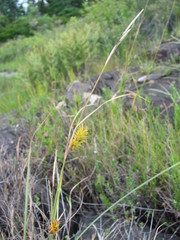 Carex bullata