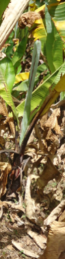Foto de Falso-banana