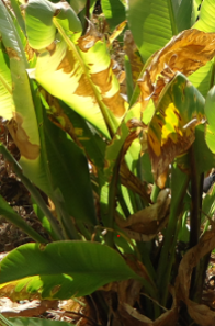 Foto de Falso-banana