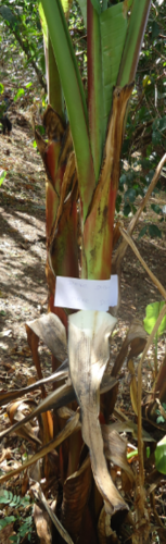 Foto de Falso-banana
