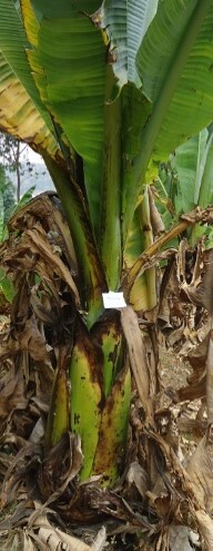 Imagem de Falso-banana