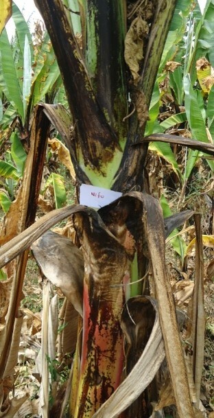 Imagem de Falso-banana