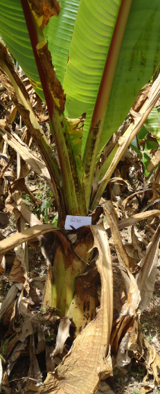 Imagem de Falso-banana