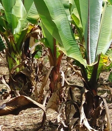 Imagem de Falso-banana