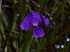 Utricularia singeriana