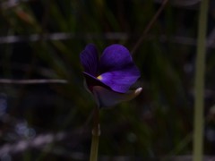 Utricularia singeriana