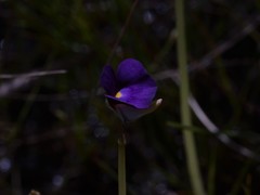 Utricularia singeriana
