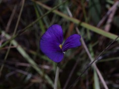Utricularia singeriana