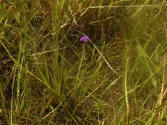 Utricularia singeriana