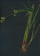 Juncus brachycarpus