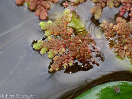 Azolla filiculoides observed 2023-12-28