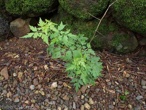 Cardiospermum halicacabum observed 2023-12-28