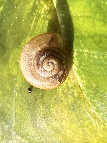 Bradybaena similaris observed 2024-01-17