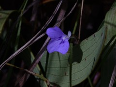 Utricularia leptorhyncha