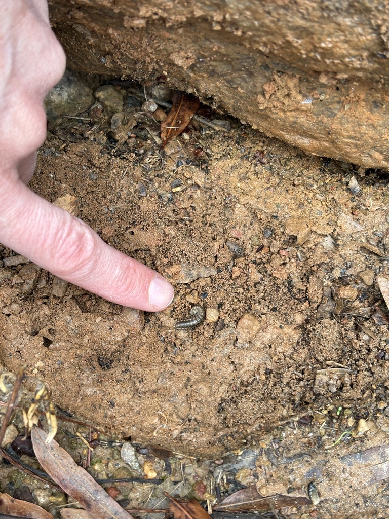 Flat Backed Millipedes From Meredith College Raleigh Nc Us On January At Pm By