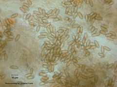 Xerocomellus salicicola