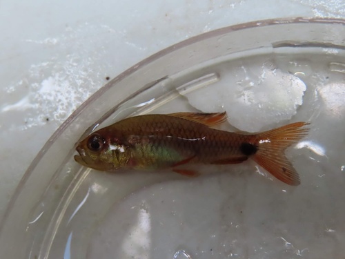 Sailfin tetra (Crenuchus spilurus) — Crenuchidae — 4