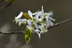 Amelanchier interior