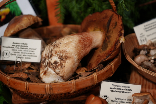 Boletus edulis grandedulis