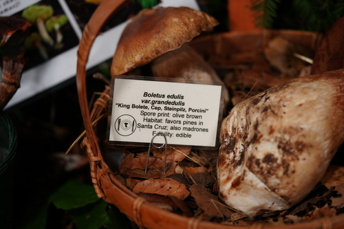 Boletus edulis grandedulis (Photo 2 of 2)