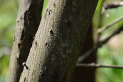 Amelanchier interior