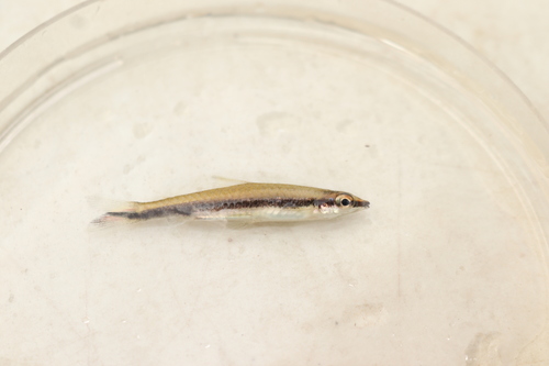 Oneline pencilfish (Nannostomus unifasciatus) — Lebiasinidae — 2