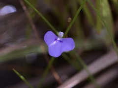 Utricularia leptorhyncha