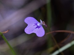 Utricularia leptorhyncha