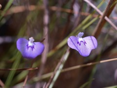 Utricularia leptorhyncha