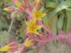 Dudleya saxosa collomiae