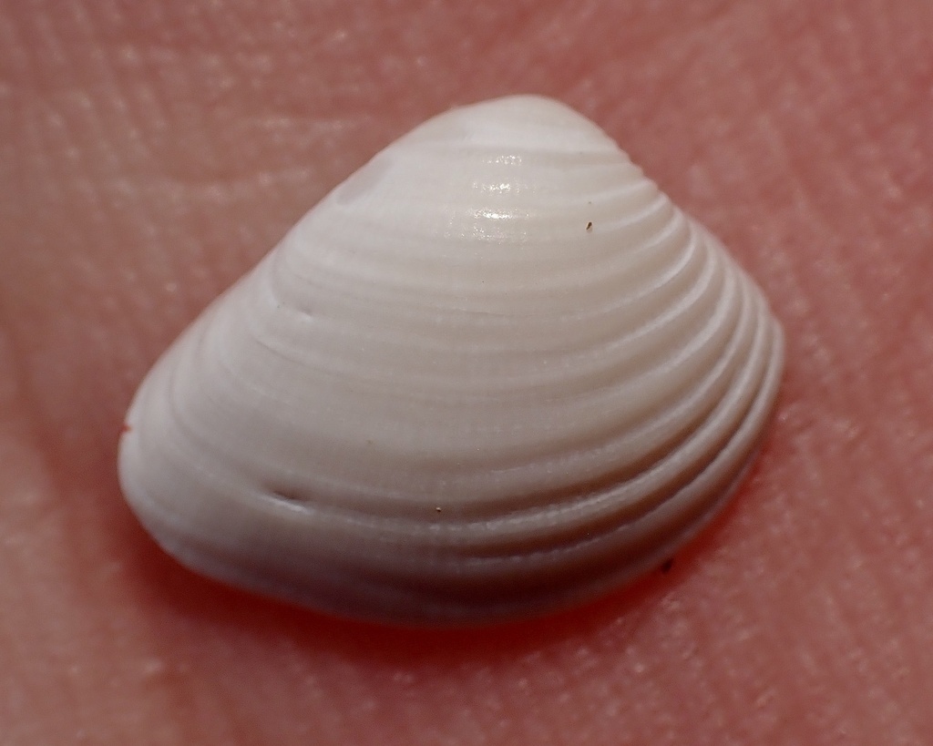 Pointed Venus Clam