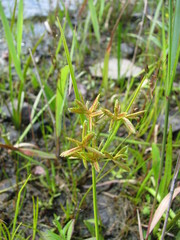 Cyperus dentatus