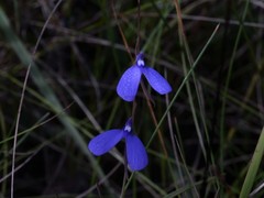 Utricularia leptoplectra