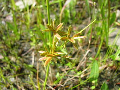 Cyperus dentatus