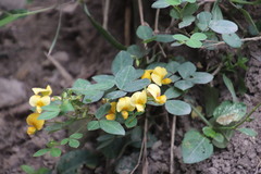 Argyrolobium tomentosum