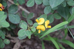 Argyrolobium tomentosum