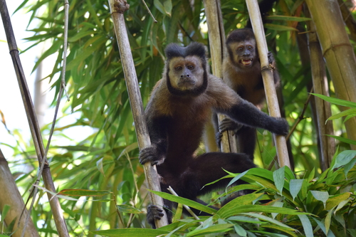 Black capuchin