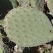 Opuntia caboensis - Photo (c) James Bailey, some rights reserved (CC BY-NC), uploaded by James Bailey