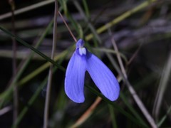 Utricularia leptoplectra