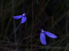 Utricularia leptoplectra