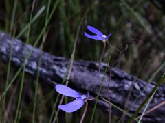 Utricularia leptoplectra