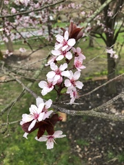 Prunus cistena