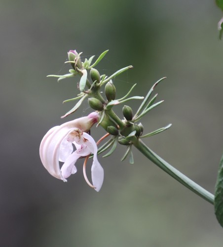 Image of Justicia adhatodoides by (c) Tony Rebelo, some rights reserved (CC BY-SA)