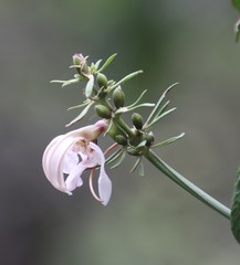 Justicia adhatodoides