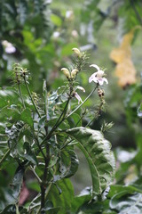 Justicia adhatodoides