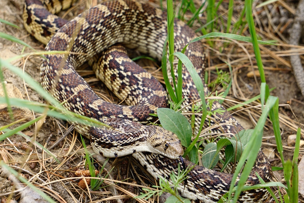 Sonoran Gopher Snake from Coronado National Forest, Tucson, AZ, US on ...