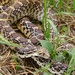 Sonoran Gopher Snake - Photo (c) Yinpeng Zhang, some rights reserved (CC BY-NC), uploaded by Yinpeng Zhang